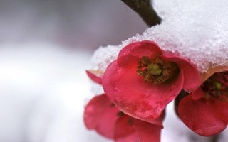 The benefits of gardening in the winter